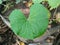 Closeup leaf of Centella asiatica, commonly known asÂ Gotu Kola,Â kodavan,Â Indian pennywortÂ andÂ Asiatic pennywort